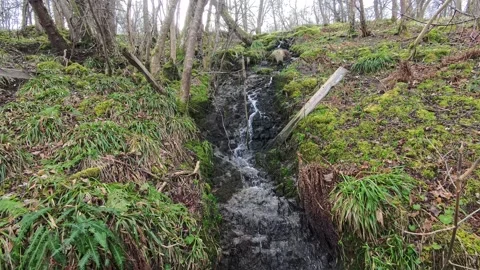 Stream waterfalls 스톡 동영상 313199706