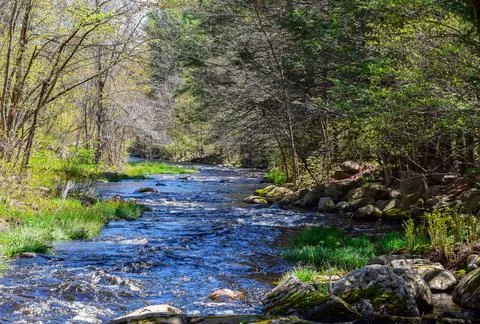 Stream in the wild Stock Photos