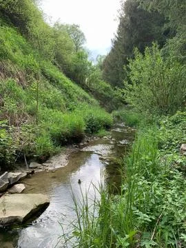 A stream winds its way through a dense forest, surrounded by vibrant green fo Stock Photos