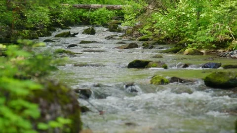 Stream winds through forest, rocks covered in moss, water sparkles Stock Footage 335812299
