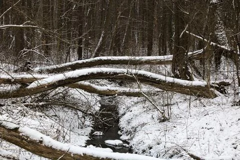 A stream in a winter forest among dense thickets and fallen dry trees Stock Photos