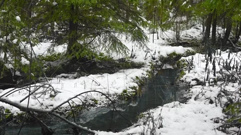 A stream in a winter snowy spruce forest Stock Footage 321933862