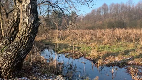Stream within a swamp. birch tree on shore. Video stock 146212257