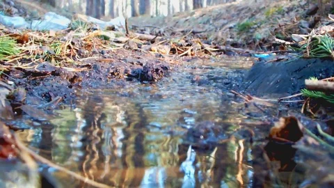 Stream in the wood Stock Footage 95035920