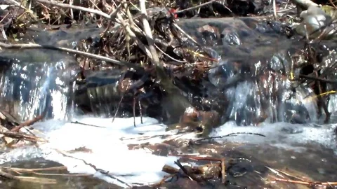 Stream in the wood Stock Footage 95076524
