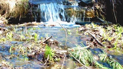 Stream in the wood Stock Footage 95077062