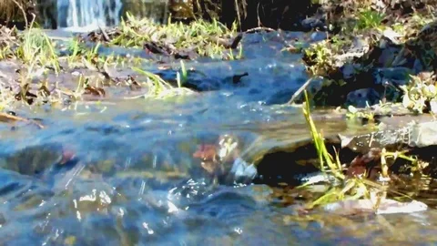 Stream in the wood Stock Footage 95078889