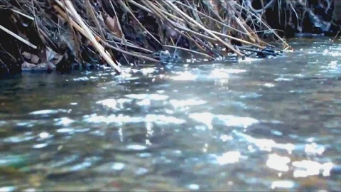Stream in the wood Stock Footage 95078904