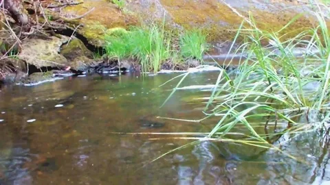 Stream in the wood Stock Footage 95079516