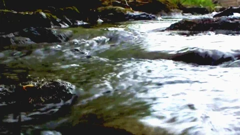 Stream in the wood Stock Footage 95079596