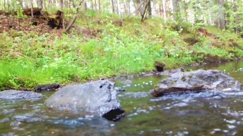 Stream in the wood Stock Footage 95079785