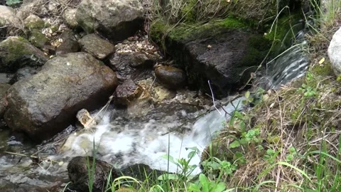 Stream in a wood Video stock 131052062