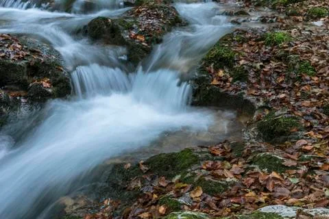 The stream into the wood Stock Photos