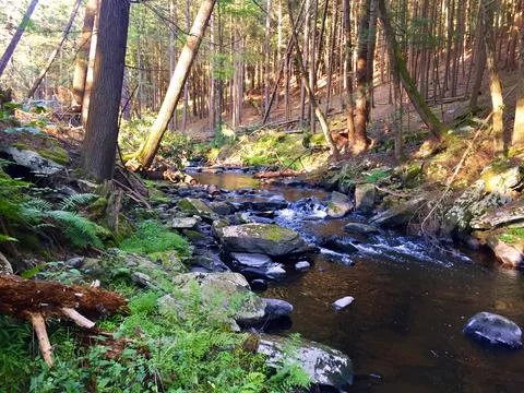 Stream in the wood Stock Photos