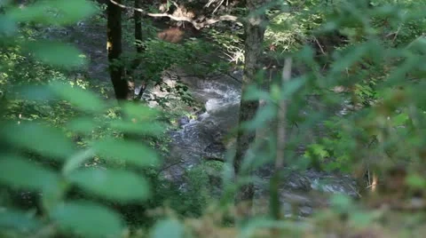 Stream in a wooded area Vidéo 11111924