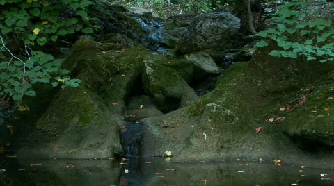 Stream in the woods in the evening Stock Footage 524800