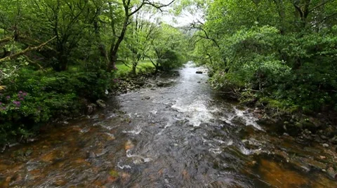 Stream in the woods Video stock 7733037