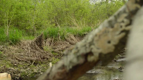 Stream in the Woods 動画素材 37628487