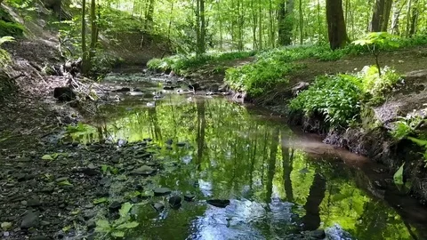 A stream in the woods Vídeo Stock 76191429