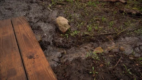 Stream in the Woods 動画素材 216240174