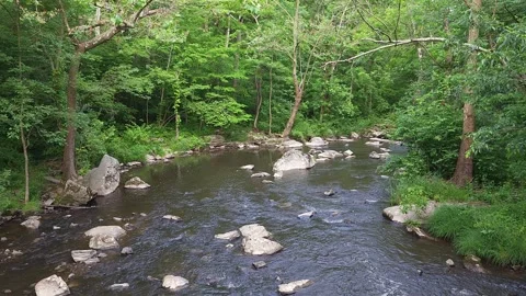 A Stream In The Woods Vidéo 243772432