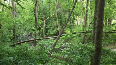 A Stream In The Woods Vidéo 243772435