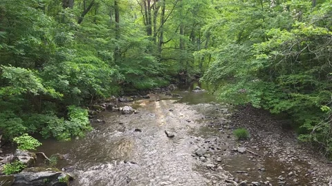 A Stream In The Woods Vidéo 243772439