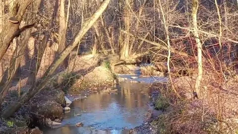 Stream in woods illuminated by setting sun. Early spring Stock Footage 303830693