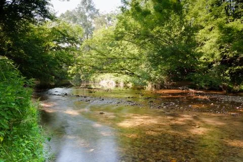 Stream in the woods Stock Photos