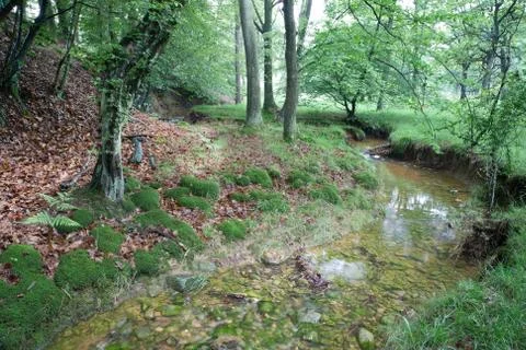 Stream in the woods Stock Photos