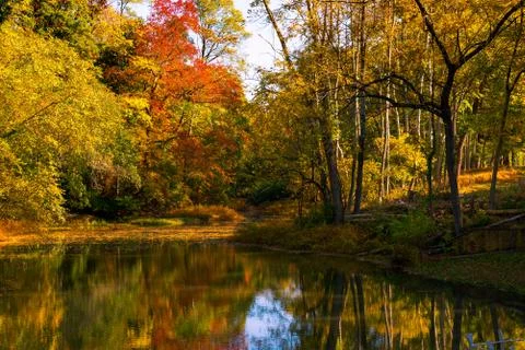Stream in the Woods Stock Photos