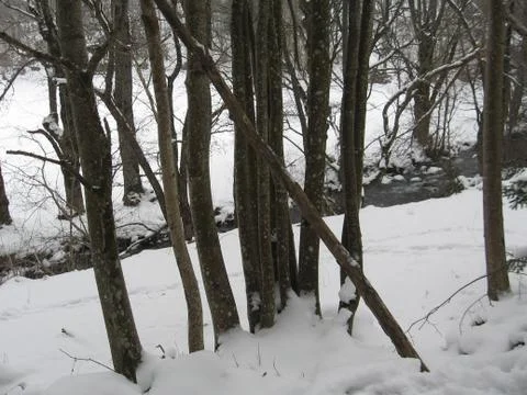 Stream in the woods Stock Photos