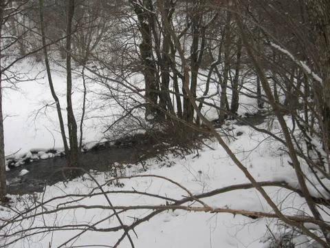 Stream in the woods Stock Photos