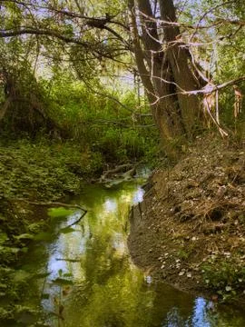 Stream in the woods Stock Photos