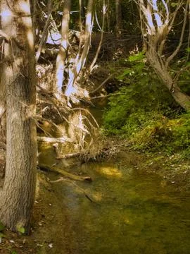 Stream in the woods Foto stock