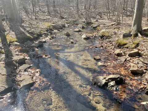A stream in the woods Foto stock
