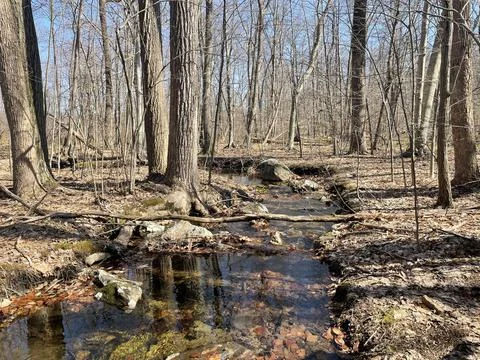 A stream in the woods Foto stock
