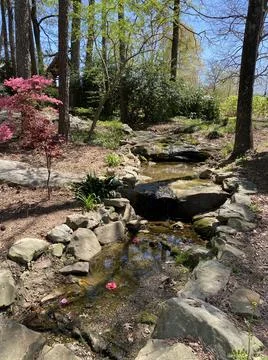 Stream In The Woods Stock Photos