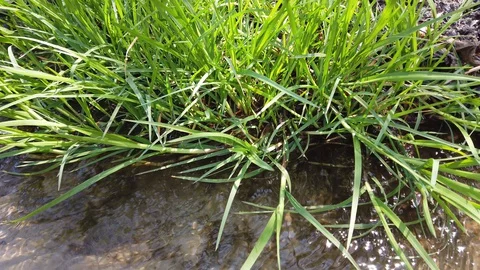 Stream in the woods in the spring. Stock-Footage 129381561