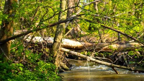 Stream in the woods in spring Stock Photos
