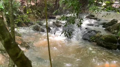 STREAM IN THE WOODS THROUGH A CANOPY OF TREES Vidéo 131336942