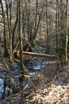 Stream in the woods in winter. Early spring in the forest. Stock Photos