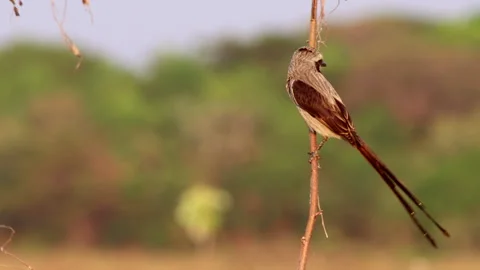 Streamer-tailed Tyrant, exotic rainforest jungle tropical flycatcher bird2 Stock Footage 301319769