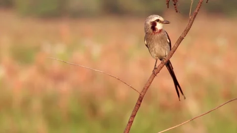 Streamer-tailed Tyrant, exotic rainforest jungle tropical flycatcher bird Stock Footage 301322097