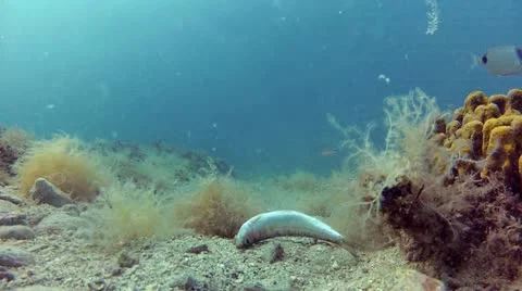 Streaming fish Stock Footage 12552396