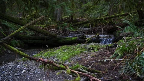 Streaming flowing through an old growth forest in British Columbia Stock Footage 235625337