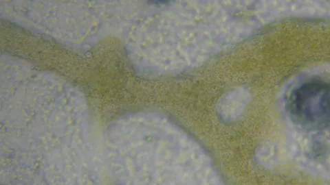 Streaming in Slime Mould plasmodium 1 Stock Footage 164600719