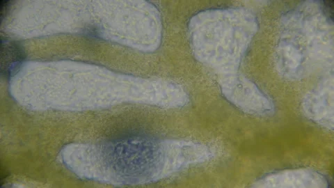 Streaming in Slime Mould plasmodium 2 Stock Footage 164601083