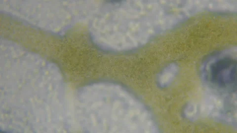 Streaming in Slime Mould plasmodium 3 Stock Footage 164600833