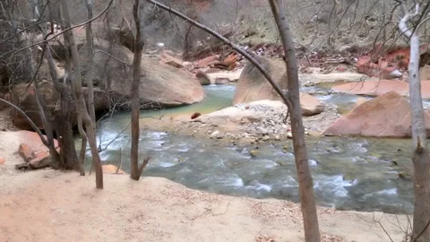 Streaming water of Virgin River and forest of Zion National Park in winter, USA  Stock Footage 239135603